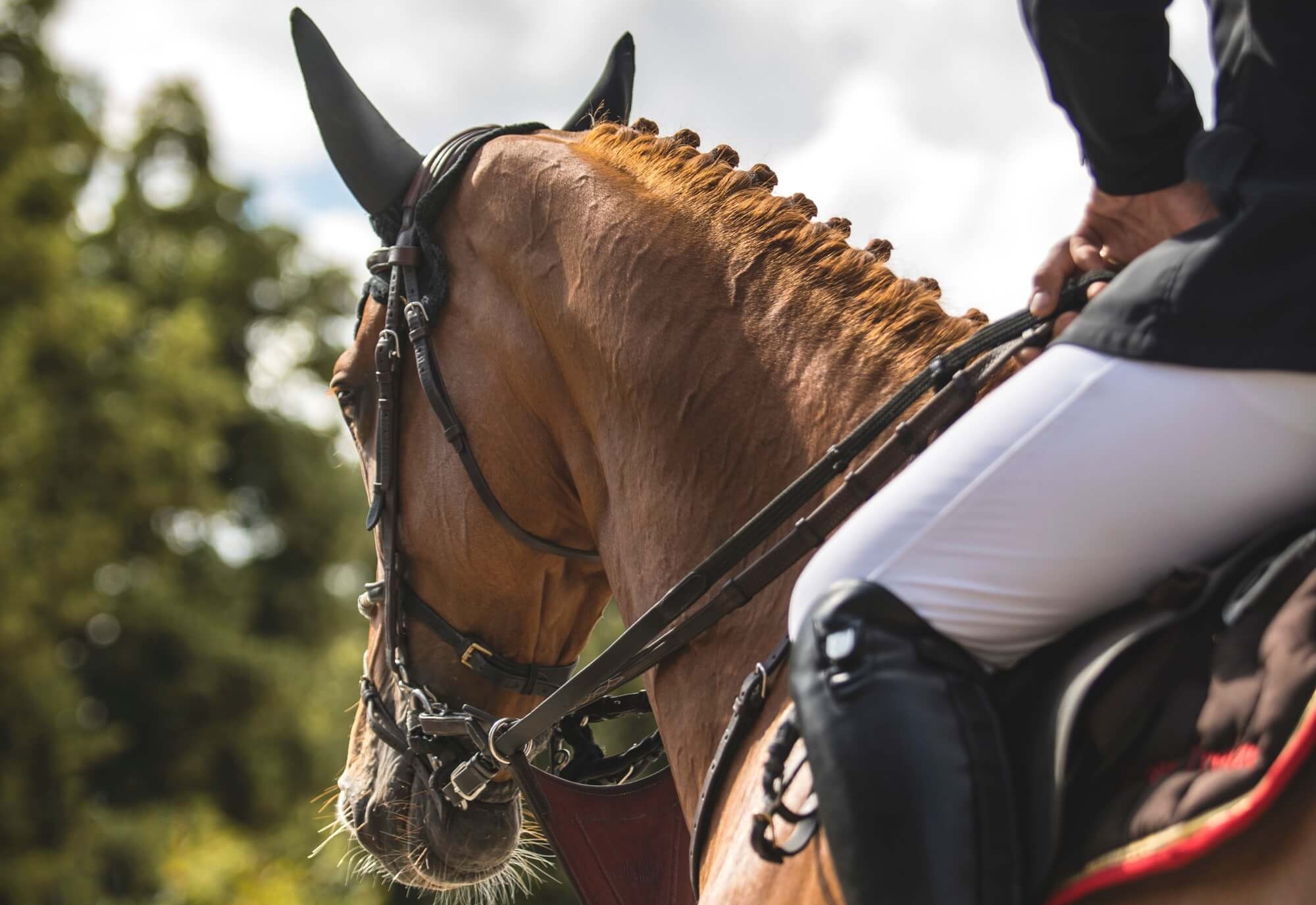 Equestrian